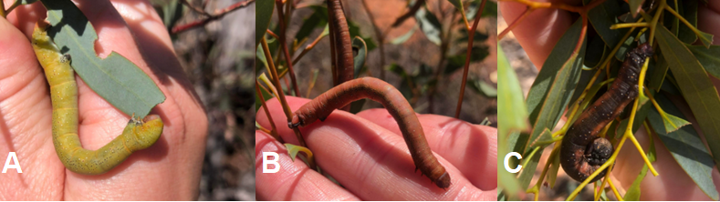 Looper Caterpillar Instars